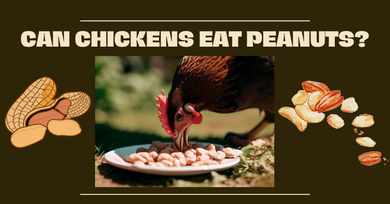 Can Chickens Eat Peanuts? A Nutty Inquiry into Poultry Diets