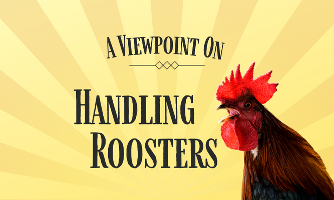 A Viewpoint on Handling Roosters: How to Deal with Aggression