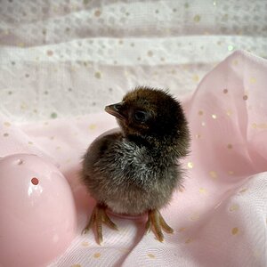 Cutest Baby Fowl Photo Contest 205.jpg
