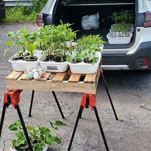 Selling pre-grown plants