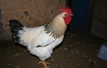 Columbian Rock Chicken Breed Information