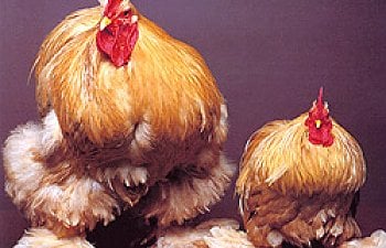 Cochins Chicken Breed Page