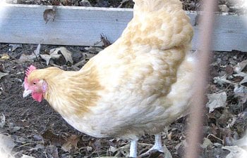 Reintegrating a Recovered Hen to a Small Flock:
