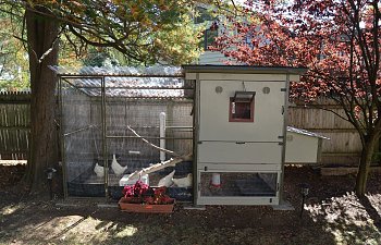 The Insulated & Detachable Chicken Coop