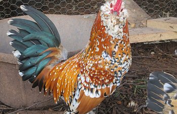 10 Chicken Breeds For Families