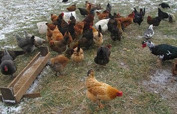 Commingling Chickens With Other Farm Animals
