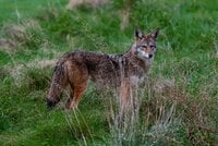 Coyote - Chicken Predators - How To Protect Your Chickens From Coyotes