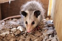 Possum - Chicken Predators - How To Protect Your Chickens From Possums