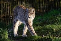 Bobcat - Chicken Predators - How To Protect Your Chickens From Bobcats