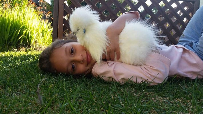 Silkie Chickens: Make Great Additions to your Home