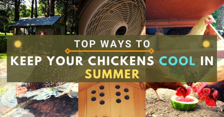 Top Ways To Keep Your Chickens Cool In Summer
