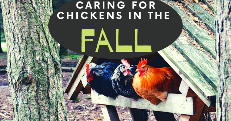 Caring For Chickens in the Fall