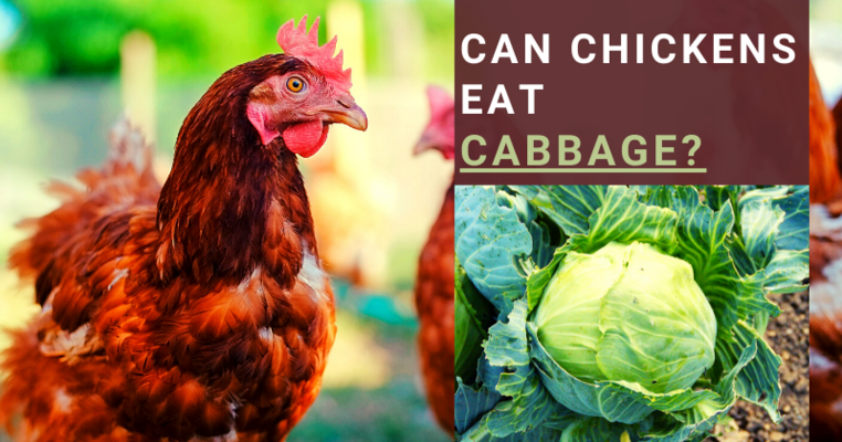 Can Chickens Eat Cabbage? All You Need To Know