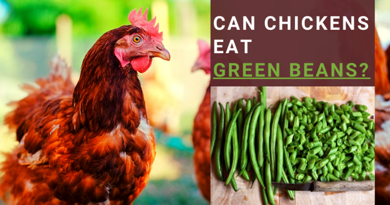 Can Chickens Eat Green Beans? All You Need To Know