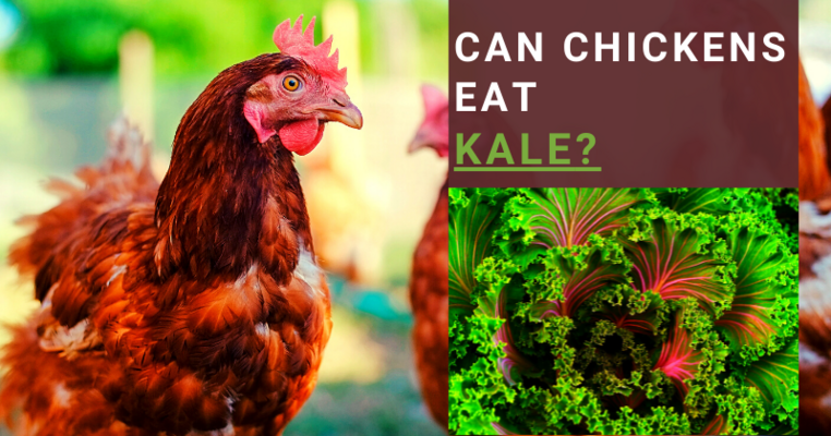 Can Chickens Eat Kale? All You Need To Know