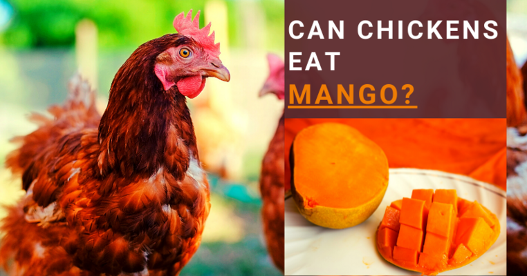 Can Chickens Eat Mango? All You Need To Know