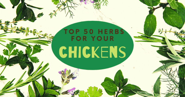 Top 50 Herbs for Your Chickens