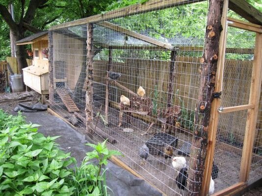 Building a Chicken Run with Recycled Materials: A Sustainable Approach to Poultry Farming