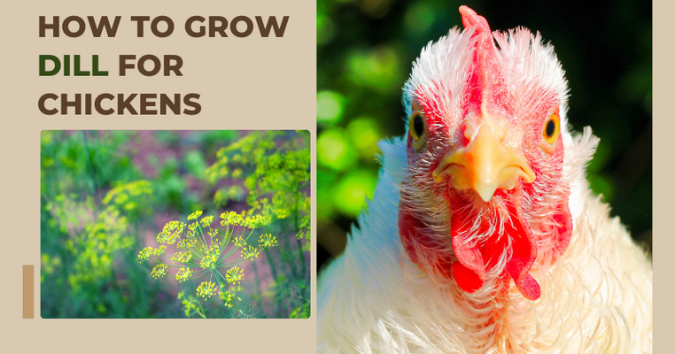 Growing Dill for Your Chickens: A Guide to Keeping Your Flock Happy and Healthy