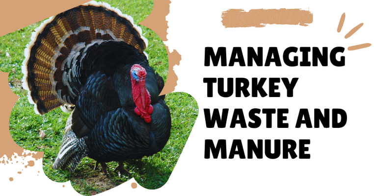 Managing Turkey Waste and Manure