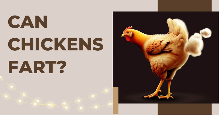 Can Chickens Fart? Exploring the Flatulence of our Feathered Friends