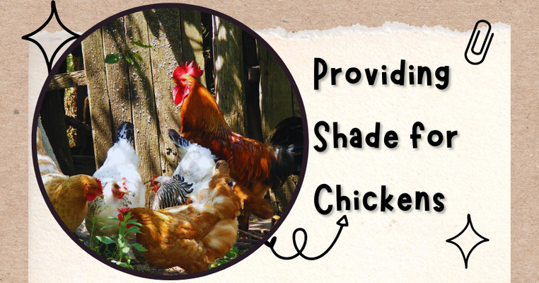 Providing Shade for Chickens: Keeping Your Feathered Friends Cool and Comfortable