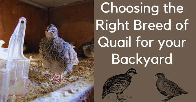 Choosing the Right Breed of Quail for your Backyard.png