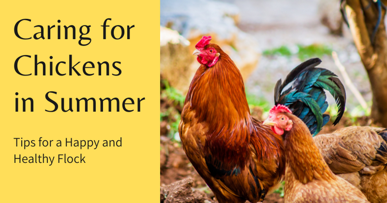 Caring for Chickens in Summer: Tips for a Happy and Healthy Flock