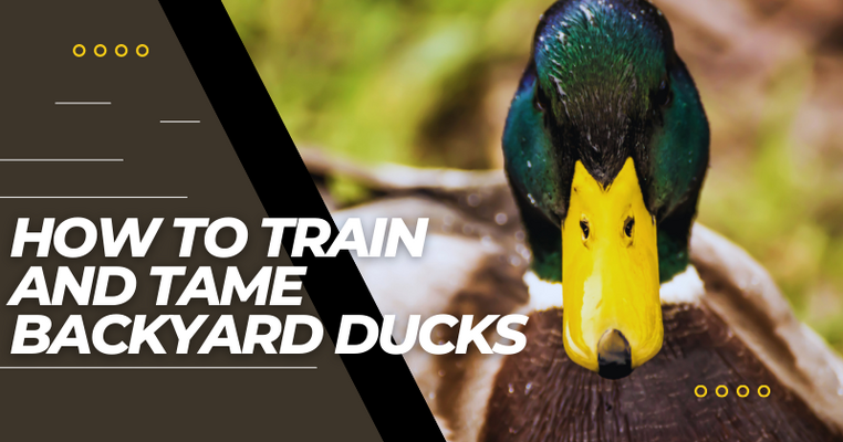 How to Train and Tame Backyard Ducks