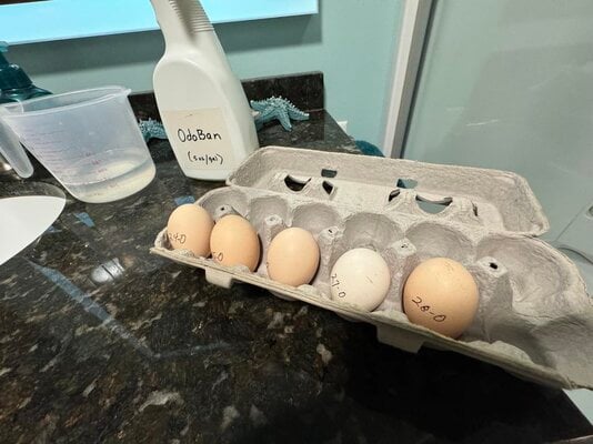 Sterilizing hatching eggs from Marek's (MDV)