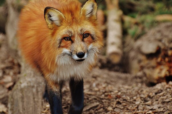 fox-1310840_1280.jpg