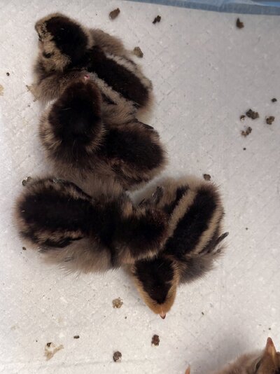 2024.04.27 01 chicks 03 Blue Barnevelders.jpg