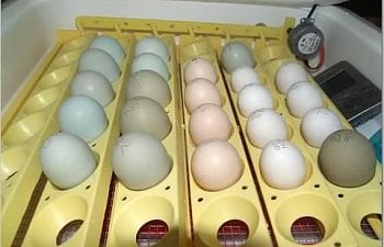 How To Incubate Hatch Eggs Using The Dry Incubation Method