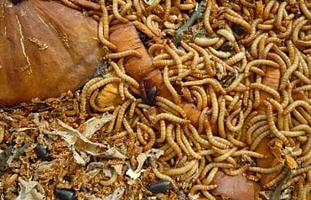 56638_mealworms.jpg