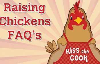 raising-chickens-faq.jpg