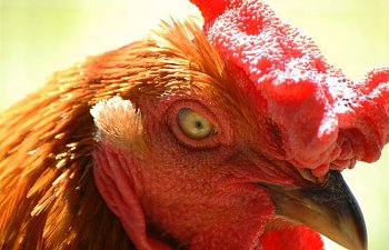Marek's Disease - How To Prevent Marek's Disease & Treat Your Chickens