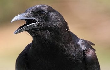 Crow - Chicken Pests - How To Protect Your Chickens From Crows