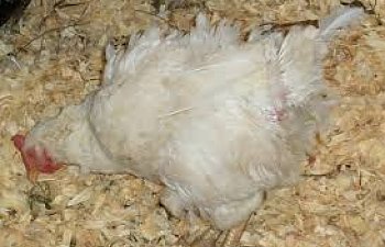 Lice Chicken Pests How To Protect Your Chickens From Lice