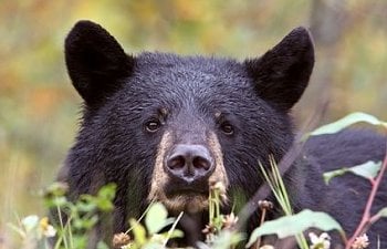 Bear - Chicken Predators - How To Protect Your Chickens From Bears