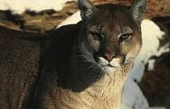 Mountain Lions - Chicken Predators - How To Protect Your Chickens