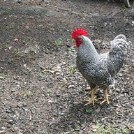Domino-The-Rooster