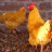 chickenannie