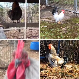 Crowing Rooster Video Contest