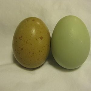easter egger eggs