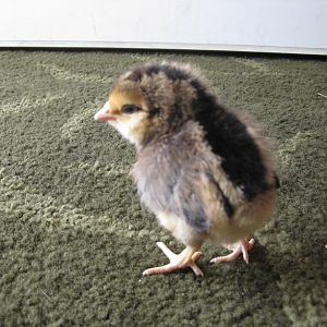 easter egger chick