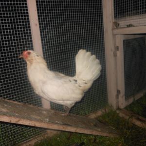 this is my americana hen Sequin.:-)