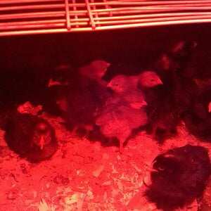 2 week and 1 week old chicks.jpg