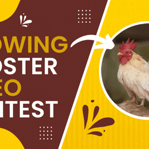 crowing rooster video contest.gif