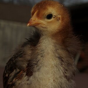 Cutest Baby Fowl Photo Contest 331.jpg