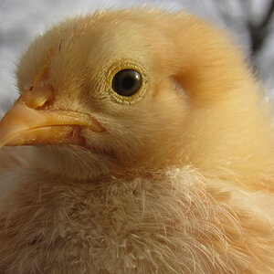 Cutest Baby Fowl Photo Contest 332.jpg